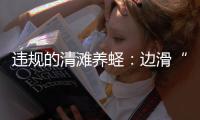 违规的清滩养蛏：边滑“泥橇”边下农药