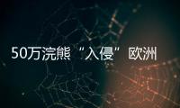 50万浣熊“入侵”欧洲，“生态害兽”泛滥难解