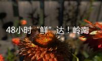48小时“鲜”达！岭南荔枝香飘迪拜
