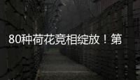 80种荷花竞相绽放！第三届横琴荷花节启幕