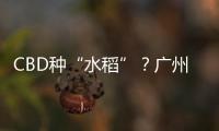 CBD种“水稻”
？广州珠江新城这座大厦引发网友好奇围观