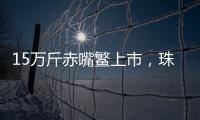 15万斤赤嘴鳘上市，珠海海洋牧场迎来丰收时刻