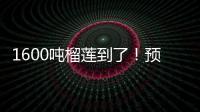 1600吨榴莲到了
	！预计本月中下旬降价