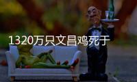 1320万只文昌鸡死于“摩羯”，万余养殖户在废墟上重建