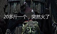 快排公司十年历程，霸屏兔 seo 的崛起与坚守