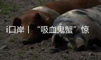 i口岸丨“吸血鬼蟹”惊现拱北口岸
！170只"异形生物"偷渡被抓